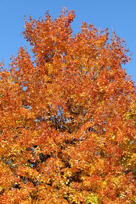 Autumn Orange