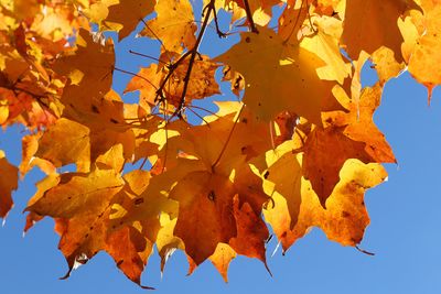 Orange Overhang