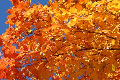 Autumn Burns