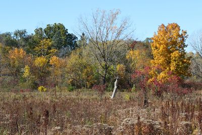 Fall at the Fen