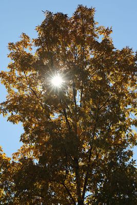 In the Autumn Sun