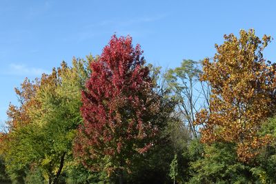 Color Competition