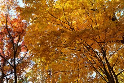 Illinois Fall 