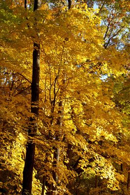 Golden Season