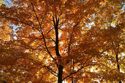 Fall Wall