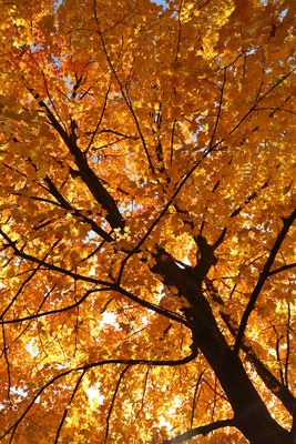 Canopy Color
