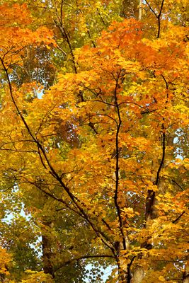 Beautiful Autumn