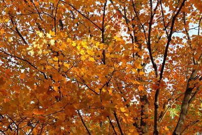 Illinois Autumn