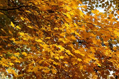 Autumn Leaves