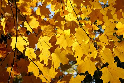 Fall Shade