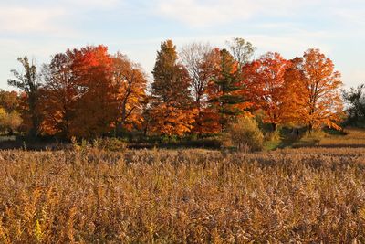 Stand of Color