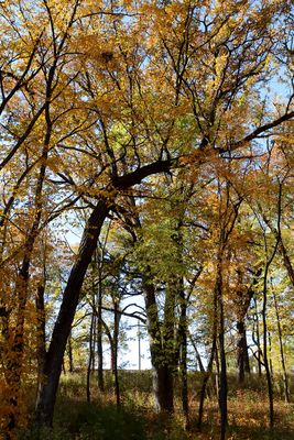 Fall at Fabyan