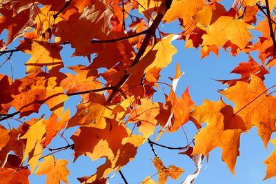 October Maple