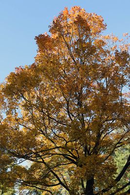 Rustic Fall