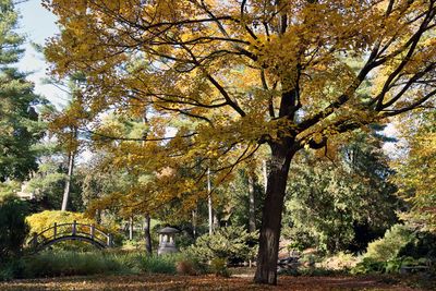Fall in the Garden