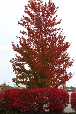 Red October