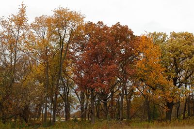 Forest Preserve Fall