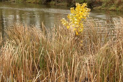Fall by the Creek