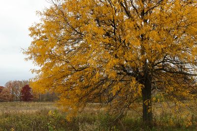 Leaves of Gold