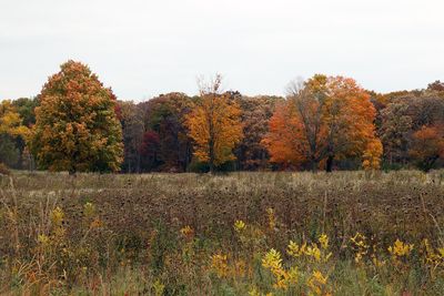 Chlorophyll Collapse