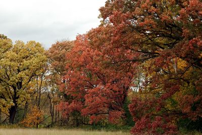 Fall's Artwork