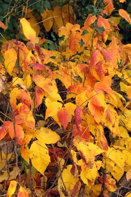 Fall on the Floor