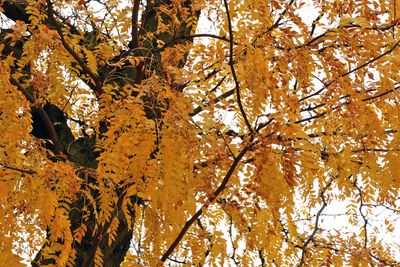 Autumn Locust