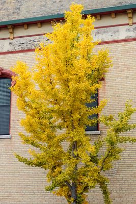 Golden Ginkgo