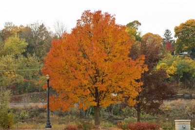 Orange in Autumn