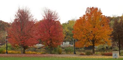 Fall in a Row