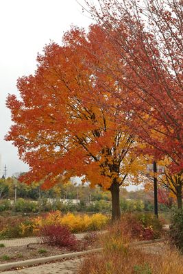 Fall Festival