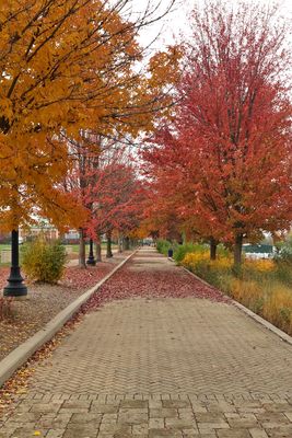 Fall Path
