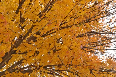 Full of  Fall