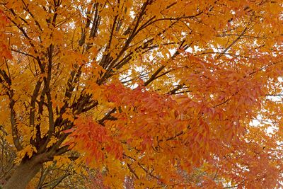 Golden Orange