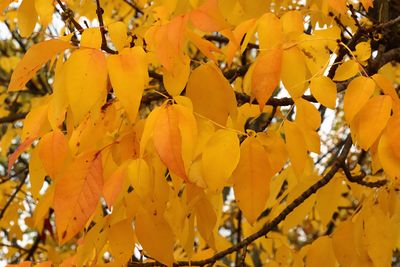 Luscious Leaves