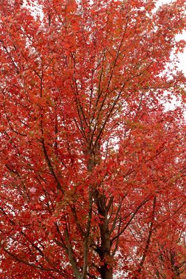 Fall Fire