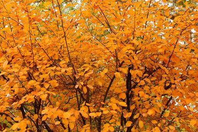 Orange Delight