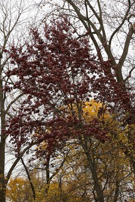 Tawny Oak