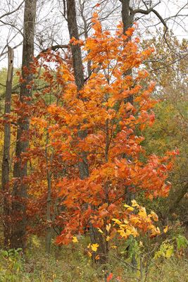 October's Colors