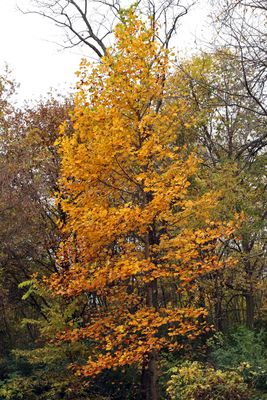 Fall in the Forest