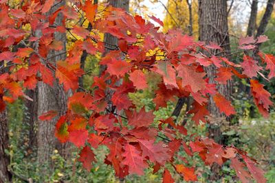 Hot Oak