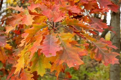 Autumn Kaleidoscope 