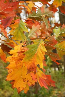 October Oak