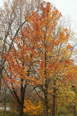 Fading Fall
