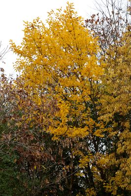 Autumn Gold