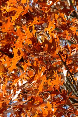 Autumn Oak