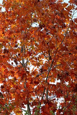 Autumn in the Sun
