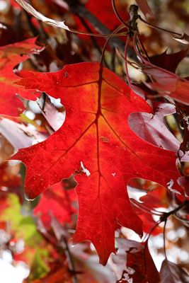 Oak Leaf