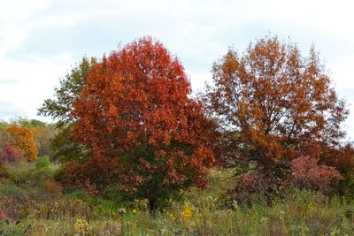 Fall Color