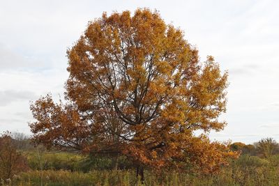 Fall on the Prairie